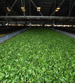 Haileyburia Tea Estates Ltd.