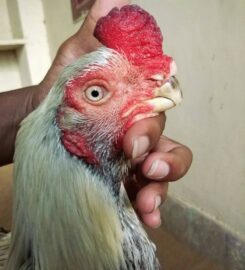 Sri poultry farms