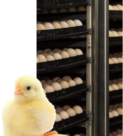 Premium Chick feeds pvt ltd