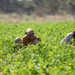 balaji agro