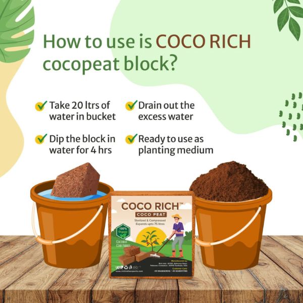 coco rich 